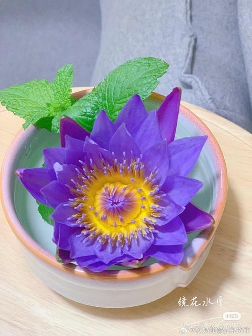 每天攒一点阳光##花艺#一日一花-49|镜花水月镜中寻花水里赏月